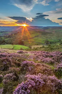 View of flowering heather on Stanage Edge and Hope Valley at sunset, Hathersage View of flowering heather on Stanage Edge and Hope Valley at sunset, Hathersage