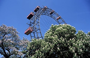 View of the giant Prater ferris wheel above chestnut trees in bloom View of the giant Prater ferris wheel above chestnut trees in bloom