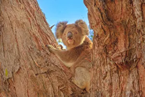 Front view of koala bear (Phascolarctos cinereus) standing on a large eucalyptus trunk in Front view of koala bear (Phascolarctos cinereus) standing on a large eucalyptus trunk in