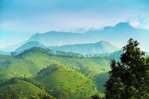 View north across Munnar tea estates to the Western Ghats and 2695m Anamudi View north across Munnar tea estates to the Western Ghats and 2695m Anamudi