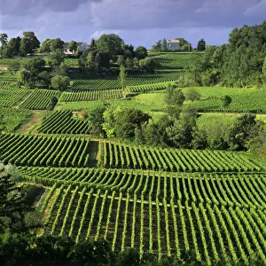 View over vineyards, Saint Emilion, Nouvelle Aquitaine, France, Europe View over vineyards, Saint Emilion, Nouvelle Aquitaine, France, Europe