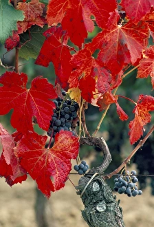 Vine Yard Gallery: Vine in autumn, St. Emilion, Bordeaux, France, Europe