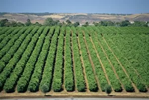 Images Dated 16th October 2001: Vine rows, McLaren Vale-Maxwell Wines, Australia