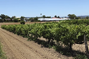 Vines ripen in a vineyard in the Swan Valley, a major wine producing area, near Guildford Vines ripen in a vineyard in the Swan Valley, a major wine producing area, near Guildford