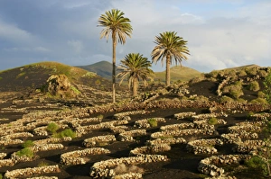 Vine Yard Gallery: Vineyard near Yaiza, La Geria, Reserve of Biosphere, Lanzarote, Canary Islands