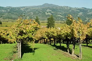 Images Dated 23rd January 2000: Vineyard, Sonoma County