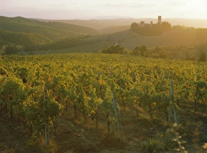 Vine Yard Gallery: Vineyards and ancient monastery