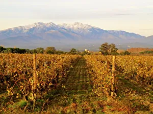 Vine Yard Gallery: Vineyards and Canigou mountain, Languedoc Roussillon, France, Europe