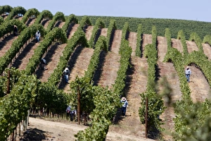 Vineyards in Napa Valley, California, United States of America, North America Vineyards in Napa Valley, California, United States of America, North America