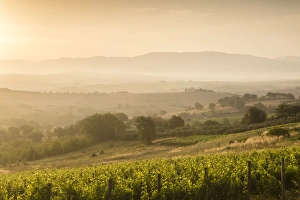 Vineyards near to Montefalco, Umbria, Ittaly, Europe Vineyards near to Montefalco, Umbria, Ittaly, Europe