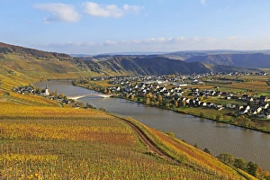 Vineyards near Piesport, Moselle Valley, Rhineland-Palatinate, Germany, Europe Vineyards near Piesport, Moselle Valley, Rhineland-Palatinate, Germany, Europe