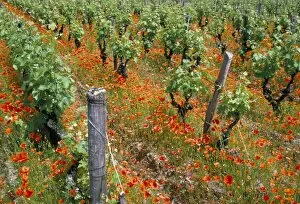 Vine Yard Gallery: Vineyards near Sauterne, Gironde, Aquitaine, France, Europe