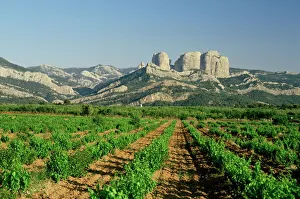 Vine Yard Gallery: Vineyards of the Terra Alta