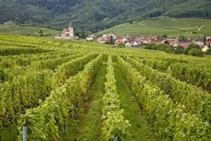 Images Dated 13th September 2008: Vineyards and villages along the Wine Route, Alsace, France, Europe