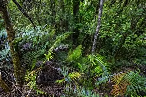 Waipoua Kauri Forest, Northland, North Island, New Zealand, Pacific