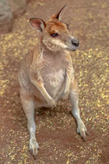 Wallaby on the ground outdoors, New South Wales, Australia, Pacific Wallaby on the ground outdoors, New South Wales, Australia, Pacific