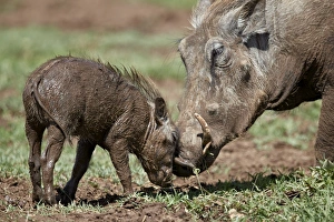 Warthog (Phacochoerus aethiopicus) adult and piglet, Ngorongoro Crater, Tanzania Warthog (Phacochoerus aethiopicus) adult and piglet, Ngorongoro Crater, Tanzania