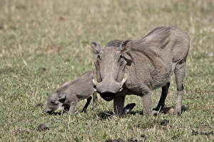 Warthog (Phacochoerus aethiopicus) mother and baby, Masai Mara National Reserve Warthog (Phacochoerus aethiopicus) mother and baby, Masai Mara National Reserve