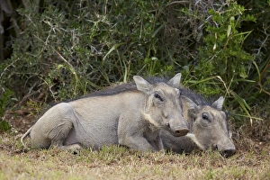 Warthog (Phacochoerus aethiopicus) piglets, Addo Elephant National Park, South Africa Warthog (Phacochoerus aethiopicus) piglets, Addo Elephant National Park, South Africa
