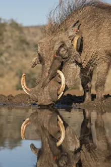 Warthog (Phacochoerus africanus) drinking, with redbilled oxpeckers, Zimanga game reserve Warthog (Phacochoerus africanus) drinking, with redbilled oxpeckers, Zimanga game reserve