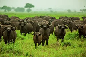 Water buffalo standoff on safari, Mizumi Safari Park, Tanzania, East Africa, Africa Water buffalo standoff on safari, Mizumi Safari Park, Tanzania, East Africa, Africa
