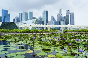 Water lily garden by the ArtScience Museum with city skyline beyond, Marina Bay, Singapore Water lily garden by the ArtScience Museum with city skyline beyond, Marina Bay, Singapore