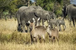 Liwonde Gallery: Waterbucks (Kobus ellipsiprymnus) and African bush elephants (Loxodonta africana)