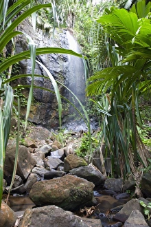 Waterfall in the Vallee de Mai Nature Reserve, UNESCO World Heritage Site Waterfall in the Vallee de Mai Nature Reserve, UNESCO World Heritage Site