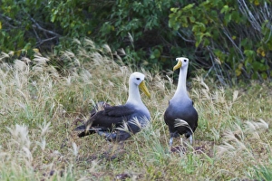 Waved albatross (Diomedea irrorata) courtship display, Espanola Island, Galapagos Islands Waved albatross (Diomedea irrorata) courtship display, Espanola Island, Galapagos Islands