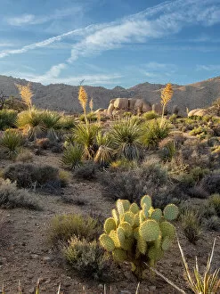 Weathered Gallery: Weathered rocks and cactus in Joshua Tree National Park, California, United States of America