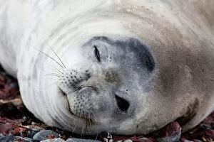 Lying Gallery: Weddell seal (Leptonychotes weddellii), Half Moon Island, Shetland Islands