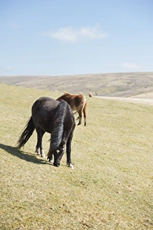 Welsh mountain pony (Welsh pony) and cob (Equus ferus caballus), Wales, United Kingdom Welsh mountain pony (Welsh pony) and cob (Equus ferus caballus), Wales, United Kingdom