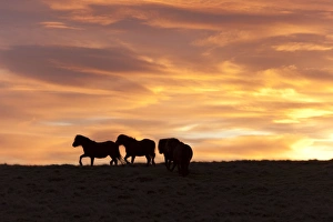 Welsh ponies silhouetted against the dawn sky on the Mynydd Epynt high moorland, Powys Welsh ponies silhouetted against the dawn sky on the Mynydd Epynt high moorland, Powys