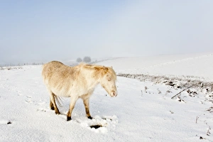 A Welsh pony forages for food under the snow on the Mynydd Epynt moorland, Powys A Welsh pony forages for food under the snow on the Mynydd Epynt moorland, Powys