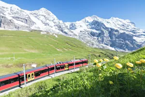 The Wengernalpbahn rack railway framed by flowers and snowy peaks, Wengen, Bernese Oberland The Wengernalpbahn rack railway framed by flowers and snowy peaks, Wengen, Bernese Oberland