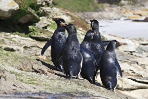 Eudyptes Chrysocome Gallery: Wet rockhopper penguins (Eudyptes chrysocome) on rocks, the Neck, Saunders Island