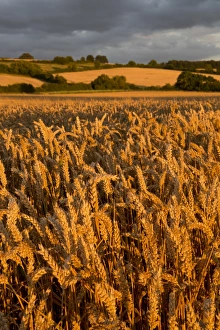 Wheat in evening sunlight, near Chipping Campden, Cotswolds, Gloucestershire, England Wheat in evening sunlight, near Chipping Campden, Cotswolds, Gloucestershire, England