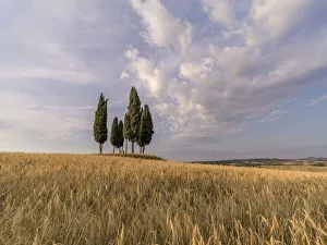 Wheat field with a group of cypress trees in the middle, Val d'Orcia, Tuscany, Italy Wheat field with a group of cypress trees in the middle, Val d'Orcia, Tuscany, Italy