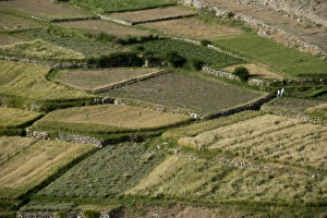 Wheat fields in the Panjshir Valley, Afghanistan, Asia Wheat fields in the Panjshir Valley, Afghanistan, Asia