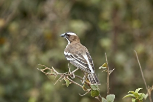 White-browed sparrow-weaver (Plocepasser mahali), Selous Game Reserve, Tanzania White-browed sparrow-weaver (Plocepasser mahali), Selous Game Reserve, Tanzania