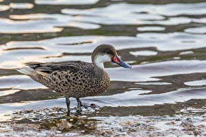 White-cheeked pintail duck (Anas bahamensis) on Rabida Island, Galapagos Islands, Ecuador White-cheeked pintail duck (Anas bahamensis) on Rabida Island, Galapagos Islands, Ecuador