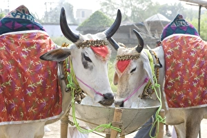 Two white cows, decorated with cloth and bells, for sale at the annual Sonepur Cattle Two white cows, decorated with cloth and bells, for sale at the annual Sonepur Cattle