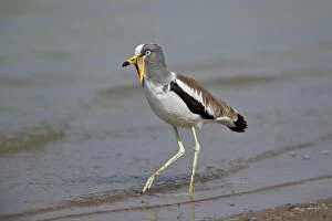 White-crowned lapwing (white-headed lapwing) (white-headed plover) (white-crowned plover)