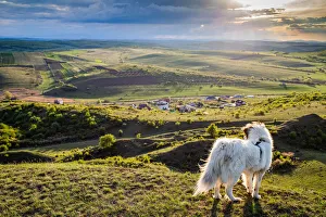 White dog overlooking a small Romanian village in the countryside in summer, Romania White dog overlooking a small Romanian village in the countryside in summer, Romania