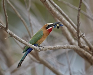 White-fronted bee-eater (Merops bullockoides) with a bee, Selous Game Reserve, Tanzania White-fronted bee-eater (Merops bullockoides) with a bee, Selous Game Reserve, Tanzania