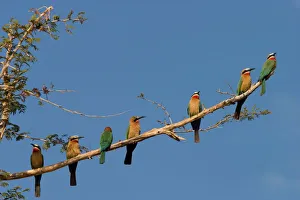 White-fronted bee-eaters White-fronted bee-eaters