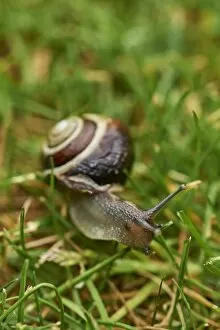 A white-lipped snail on grass in a garden in Oxfordshire, England, United Kingdom, Europe