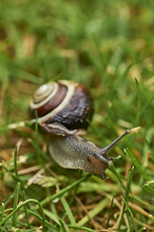 A white-lipped snail on grass in a garden in Oxfordshire, England, United Kingdom, Europe A white-lipped snail on grass in a garden in Oxfordshire, England, United Kingdom, Europe