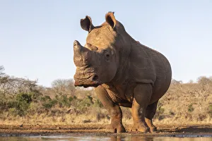 White rhino (Ceratotherium simum) bull at water, Zimanga private game reserve White rhino (Ceratotherium simum) bull at water, Zimanga private game reserve