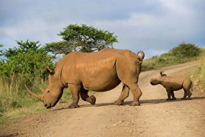 South African Gallery: White rhino (Ceratotherium simum) and calf, Ithala Game Reserve, KwaZulu Natal